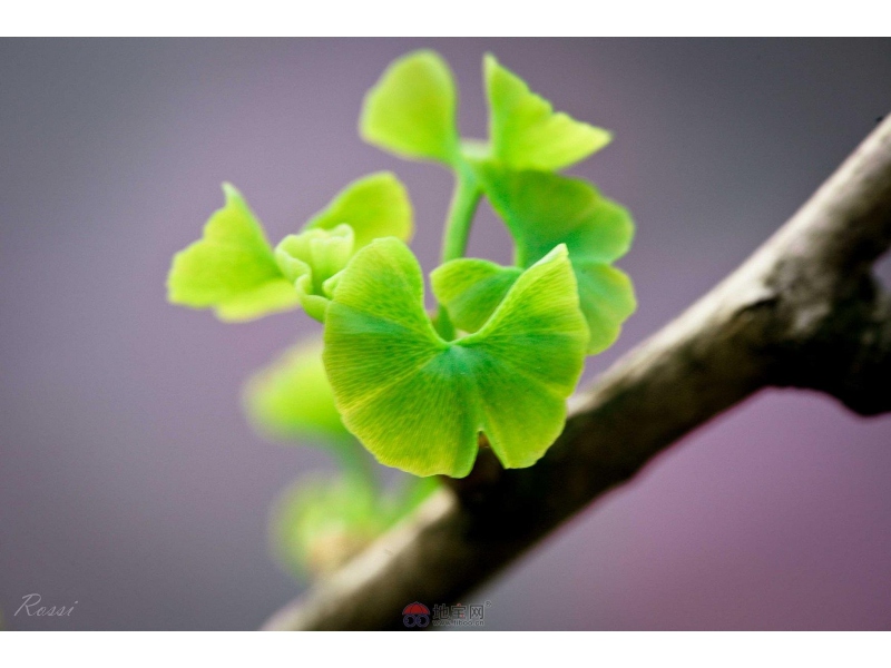 花儿朵朵简谱歌词